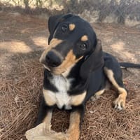 Miami, chienne à adopter