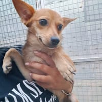 ALMA piccola dolce cagnolina da amare, cane femmina da adottare