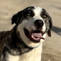 AMAYA (Maria), chienne à adopter