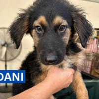DANI (Maria), chien à adopter