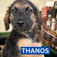 THANOS (Maria), chien à adopter