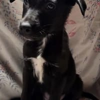 ARNAK, chien à adopter