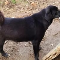 CHRYSTAL, chienne à adopter