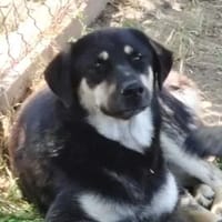 CARLA, chienne à adopter