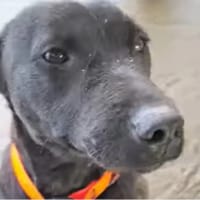 VELMA, chienne à adopter
