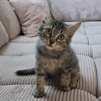 GAMIN, chat à adopter