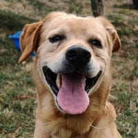 ASTON, chien à adopter