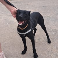 UTHA, chienne à adopter