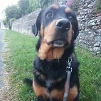 MEIKA, chienne à adopter