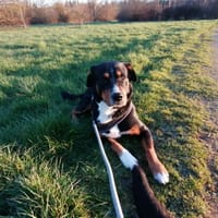 MUSHU, chien à adopter