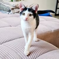 YAPIE, chatte à adopter