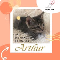ARTHUR, chat à adopter