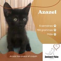 AZAZEL, chat à adopter