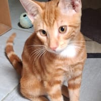 HELLIOT, chat à adopter