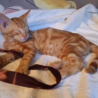 NESS, chat à adopter
