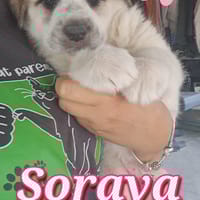 SORAYA nata GIUGNO 2025, cane femmina da adottare