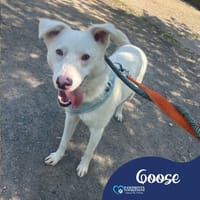 Goose, dog to adopt