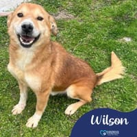 Wilson, dog to adopt