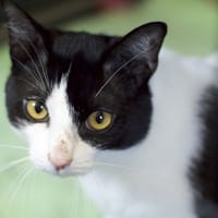 Bendir, kot do adopcji