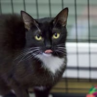 Ligawka, kotka do adopcji