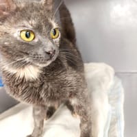 Nyks, kotka do adopcji