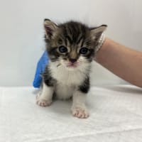 Ashley , kotka do adopcji