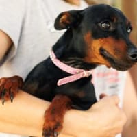 Toni- kleiner 4,5 kg Turbo-Zwerg, Hund zur Adoption
