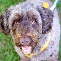 Mia7 sucht ein Zuhause, Hündin zur Adoption