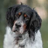 Liebenswerter Redano sucht Zuhause, Hund zur Adoption