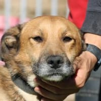 Sanjay - zutraulich u. verschmust, Hund zur Adoption
