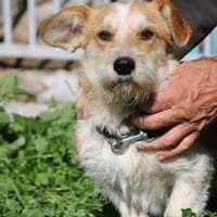 Memo - goldiger, verspielter Jungrüde, Hund zur Adoption
