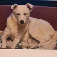 Gnadenplatz für Opi Lucky gesucht, Hund zur Adoption