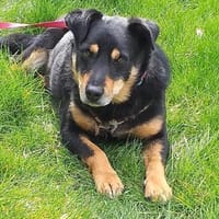 Schmusebacke Kalle sucht eine Familie, Hund zur Adoption