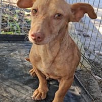 Miss Marple sucht Menschen mit Herz, Hündin zur Adoption