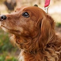 Hazel muss man einfach lieben, Hündin zur Adoption