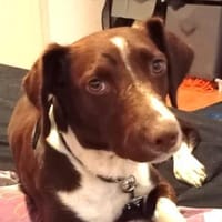 Tayla1 sucht ein Zuhause, Hündin zur Adoption
