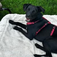Andy schwarzer Bub auf Erkundungsmission, Hund zur Adoption