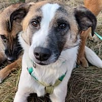 Soul, auf Pflege in Bad Endbach, Hund zur Adoption
