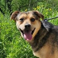 TINA will doch nur ein Zuhasue, Hündin zur Adoption