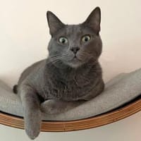 Kuschelmonster Grisu sucht Zuhause, Kater zur Adoption