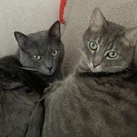 Neugieriger Ghiro sucht Zuhause, Kater zur Adoption