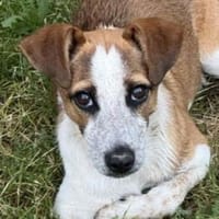 MARYLIN wurde ausgesetzt, Hündin zur Adoption