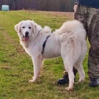 Liebe Tilda sucht ihre Familie mit Garte, Hündin zur Adoption