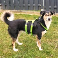 Schüchterner Samu sucht eine Familie, Hund zur Adoption