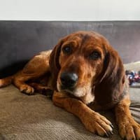 Cassy möchte ihr Herz verschenken..., Hündin zur Adoption