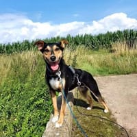 Luna sucht ein Zuhause🍀, Hündin zur Adoption