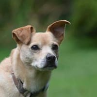 Kodi - ein ganz besonderer Hund, Hund zur Adoption
