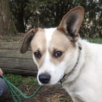 LUKULO sucht Familie, Hund zur Adoption