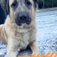 Sylvester - fröhlich, aufgeweckt, mutig, Hund zur Adoption