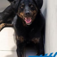 Otto - kleiner/großer Top Dog, Hund zur Adoption